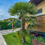 Palma konopná (Trachycarpus fortunei) - výška kmeňa 110-130 cm, celková výška 250-270 cm, kont. C70L (-17°C)